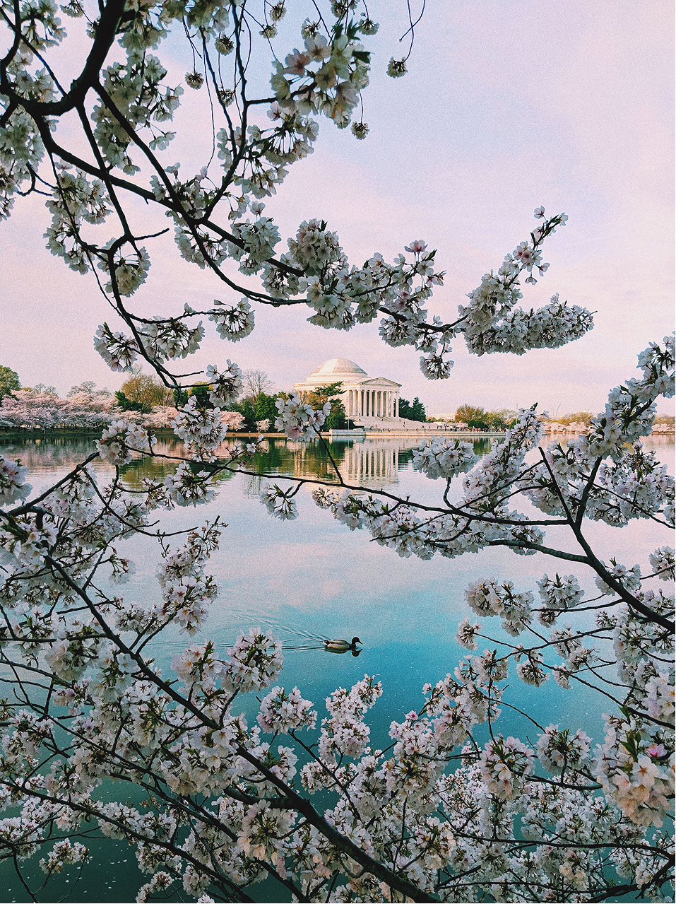 Photograph of the cherry blossoms in DC