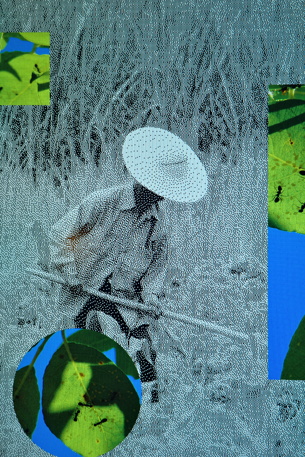 Collage for Wikipedia